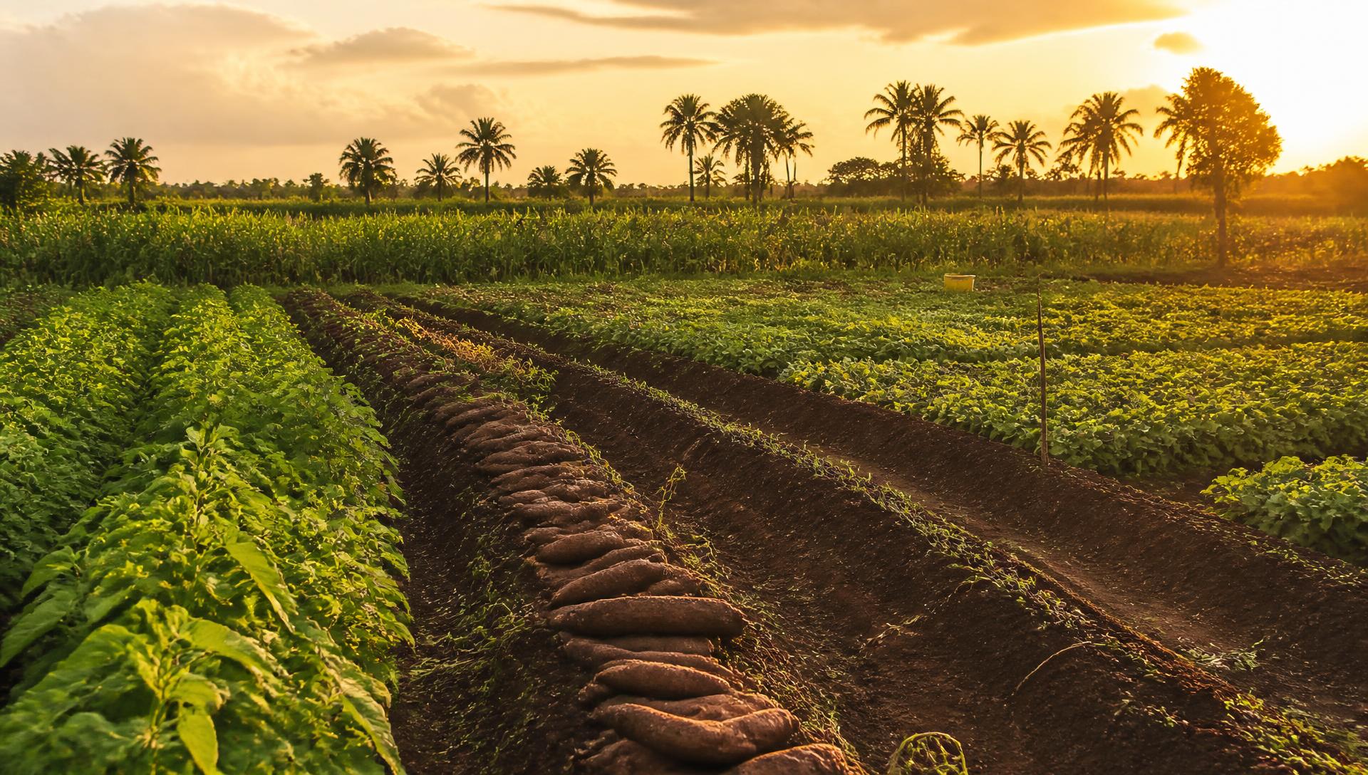 Yam ridges and vegetable beds on a Lagos farm at golden hour